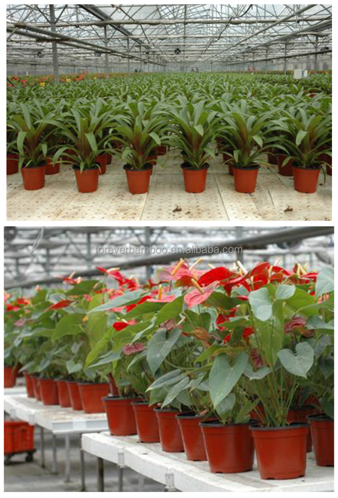 Plastik Tanaman Penanaman Pot Nursery Untuk Benih Percambahan, Tanaman Menumbuhkan 1