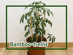 Cara Menggunakan Bamboo Trellis untuk Menekuk Tanaman Bamboo Pole Taman Bentuk U