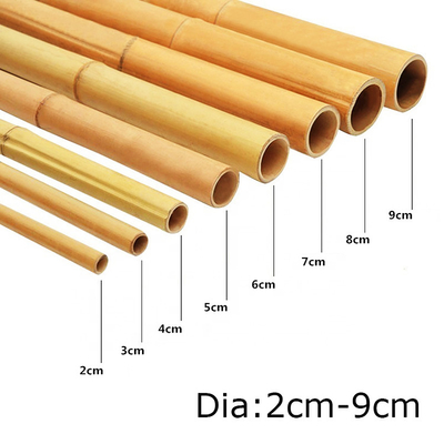 100% Tiang Bambu Kuning Alami 90cm Hingga 595cm Taruhan Taman Tanaman