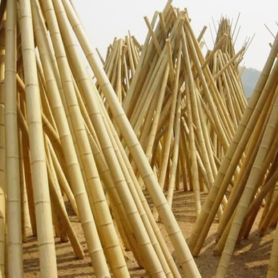 Ukuran khusus Moso alami murni tiang bambu kering Moso padat tiang bambu untuk konstruksi atau dekorasi