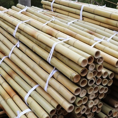 100% Tiang Bambu Kuning Alami 90cm Hingga 595cm Taruhan Taman Tanaman