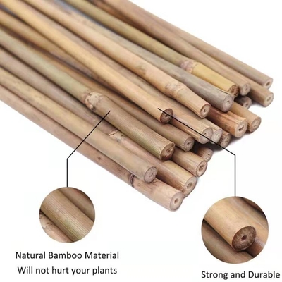 Tanaman Bambu Alami Dukungan Taruhan untuk Tanaman Dalam Ruangan, Tongkat Bambu Tiang Taman Bambu Pancang 40Cm 595Cm