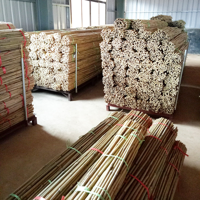250cm Tiang Bambu Mentah Taruhan Bambu Untuk Tanaman Dekorasi