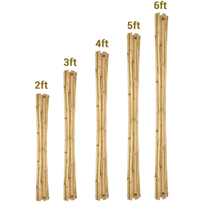 Furnitur Taman Taruhan Bambu Alami Tiang Bambu Mentah 40cm Hingga 500cm Tinggi