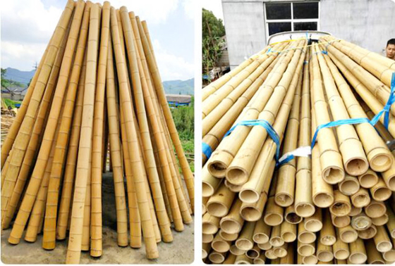 250cm Tiang Bambu Mentah Taruhan Bambu Untuk Tanaman Dekorasi