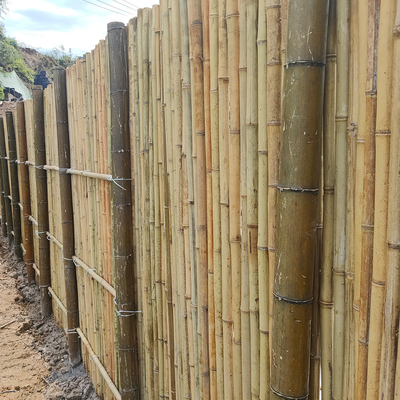Tiang Bambu Tonkin Alami Pagar Privasi Bambu Untuk Taman Tinggi 240 CM