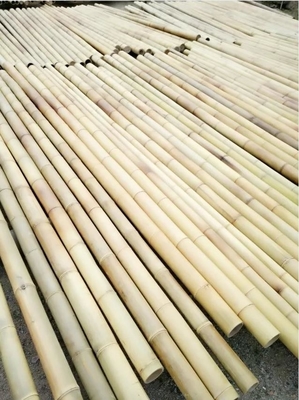 Tiang Bambu Moso 3 Inch Taruhan Bambu Alami Murni Untuk Dekorasi Tanaman Kuning
