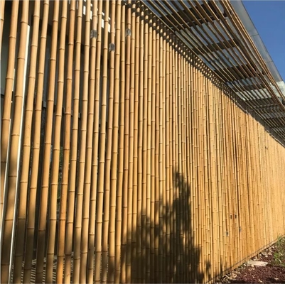 18mm hingga 160mm Diameter Bambu Cane Moso Bambu Pole Konstruksi Pertanian