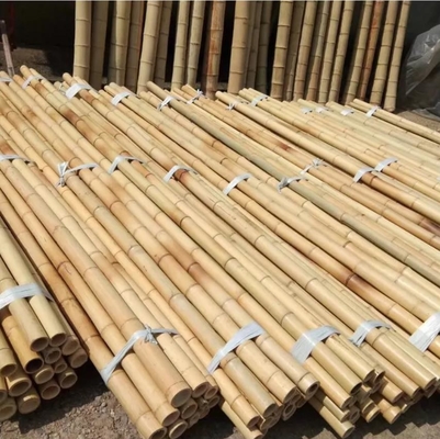 Tiang Bambu Moso Mentah Alami Diameter 2cm 3cm 4cm 5cm 6cm 8cm 10cm