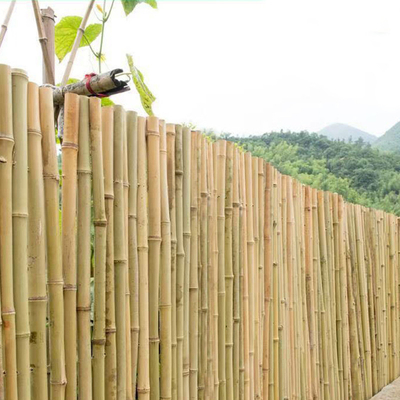 100% Baku Alami 240cm Tiang Bambu Deorasi Bangunan 60cm Hingga 595cm