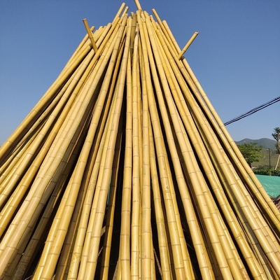 100% Baku Alami 240cm Tiang Bambu Deorasi Bangunan 60cm Hingga 595cm