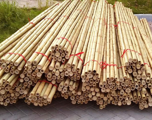 Garden Furniture Tiang Bambu Alami Pasak Lurus Untuk Tanaman Taman Panjang 16cm