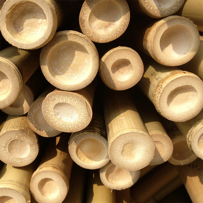 100% Tiang Bambu Moso Alami Kuat Tahan Lama Menyesuaikan Panjang