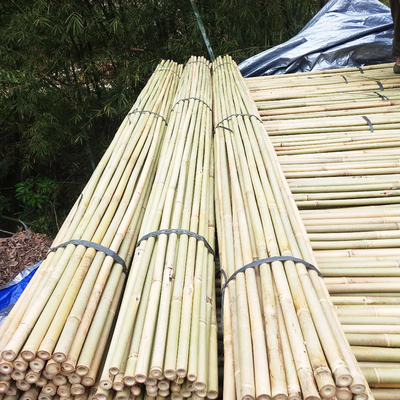 Tongkat Bambu Taman Alami Untuk Tomat Luar Ruangan Tanaman Pot Mendukung Taruhan