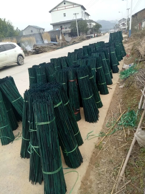 150cm Tiang Bambu Mentah Lukisan Hijau Merah Hitam Dekoratif Bambu Taman Taruhan