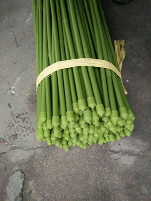 40cm 60cm 90cm 120cm Panjang Tiang Bambu Hijau Lukisan Hijau