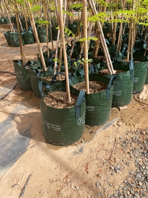 Pagar Taman Dekorasi Rumah Tiang Bambu Mentah Tonkin Tiang Bambu Padat