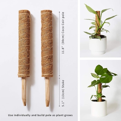 Moss Pole Plant Support Climbing Coconut Pole Palm Stick Colored Plant