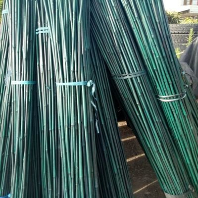 Tiang Bambu Mentah Alami Dilapisi Plastik Untuk Penopang Taruhan Tanaman Pohon Tomat