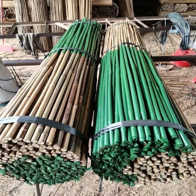 Tiang Bambu Mentah Alami Dilapisi Plastik Untuk Penopang Taruhan Tanaman Pohon Tomat