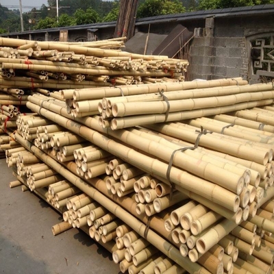 Tiang Bambu Moso Besar Lurus Kering Lurus Disesuaikan 60cm Sampai 595cm Warna Alami