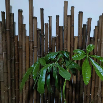 4cm Sampai 20cm Tonkin Tiang Bambu Mentah Berkarbonisasi Hitam Hijau Merah Disesuaikan