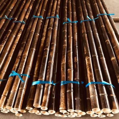 4cm Sampai 20cm Tonkin Tiang Bambu Mentah Berkarbonisasi Hitam Hijau Merah Disesuaikan