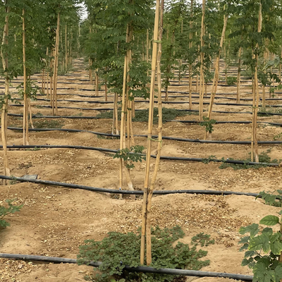 250cm Tiang Bambu Mentah Taruhan Bambu Untuk Tanaman Dekorasi