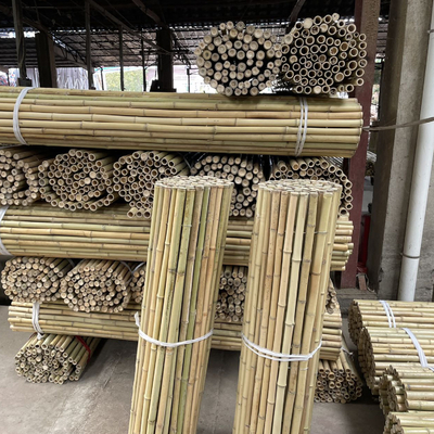 Tongkat Bambu Mentah Berwarna-warni Tiang Bambu Untuk Pertanian Taman