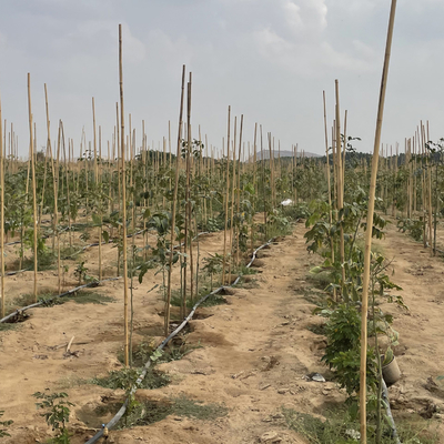 Tongkat Bambu Mentah Berwarna-warni Tiang Bambu Untuk Pertanian Taman