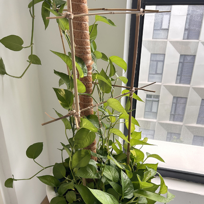 Tiang Bambu Besar Kering Lurus 60cm Sampai 595cm Warna Alami