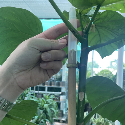 Tiang Bambu Besar Kering Lurus 60cm Sampai 595cm Warna Alami