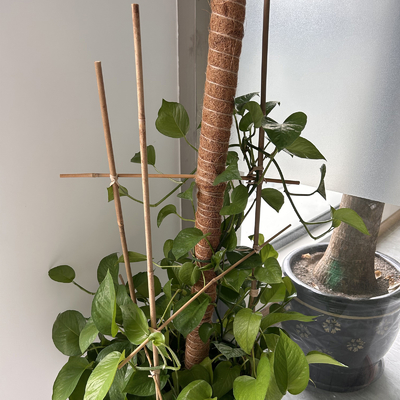 Tiang Bambu Besar Kering Lurus 60cm Sampai 595cm Warna Alami