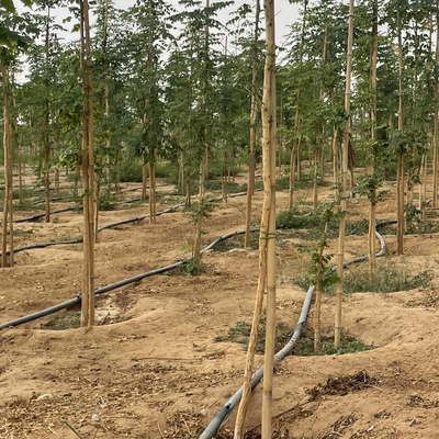 Tanaman Bambu Alami Dukungan Taruhan untuk Tanaman Dalam Ruangan, Tongkat Bambu Tiang Taman Bambu Pancang 40Cm 595Cm