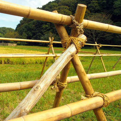 100% Tiang Bambu Moso Alami Kuat Tahan Lama Menyesuaikan Panjang