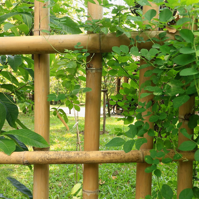 100% Tiang Bambu Moso Alami Kuat Tahan Lama Menyesuaikan Panjang