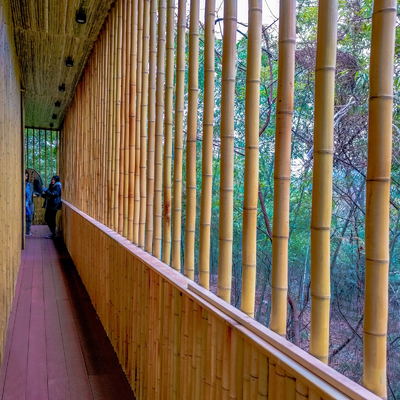 100% Tiang Bambu Moso Alami Kuat Tahan Lama Menyesuaikan Panjang