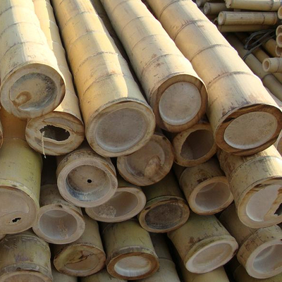 Tiang Bambu Mentah 100% Alami untuk Konstruksi dan Dekorasi Perkebunan Batang / Tiang Bambu Kualitas Terbaik