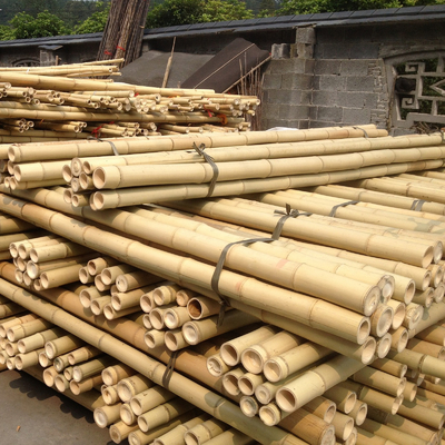 Tiang Bambu Mentah 100% Alami untuk Konstruksi dan Dekorasi Perkebunan Batang / Tiang Bambu Kualitas Terbaik