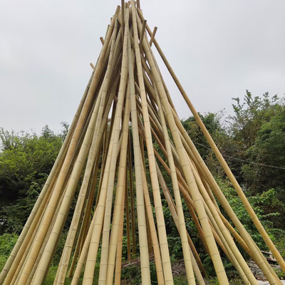 Tiang Bambu Mentah 100% Alami untuk Konstruksi dan Dekorasi Perkebunan Batang / Tiang Bambu Kualitas Terbaik