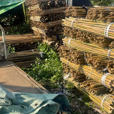 Tiang Bambu Mentah 100% Alami untuk Konstruksi dan Dekorasi Perkebunan Batang / Tiang Bambu Kualitas Terbaik