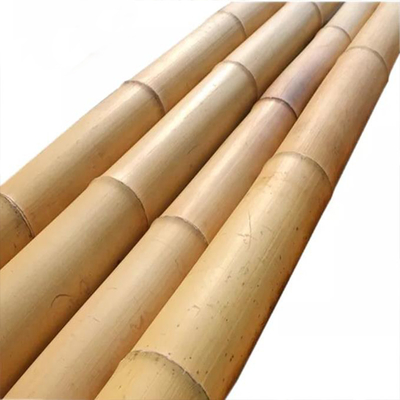Moso Bamboo Pole untuk Dekorasi Panjang Disesuaikan lurus Bambu Pohon Stakes