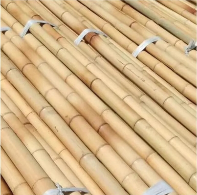 Alam Batang Bamboo Merah Batang Bamboo lurus Batang pohon Batang Bamboo besar Untuk dekorasi