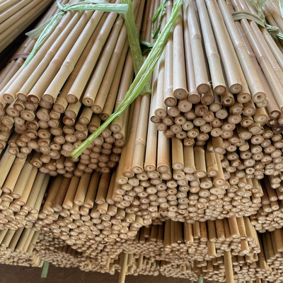 Alam Batang Bamboo Merah Batang Bamboo lurus Batang pohon Batang Bamboo besar Untuk dekorasi