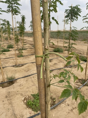 Pancang Bambu Ramah Lingkungan untuk Berkebun Berkelanjutan