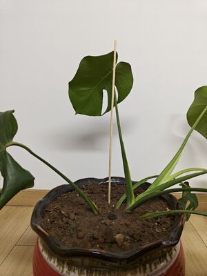 Dukung Pertumbuhan Kebun Anda Dengan Pohon Bambu yang Elegan dan Berkelanjutan