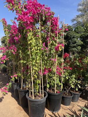 Tumpukan Taman, 18 Inci Tumpukan Tanaman Bambu Alami, Tumpukan Pendukung Tanaman dengan Dasi Twist, Tongkat Bambu untuk Tomat, Kacang, Bunga, Tanaman Pot, Tanaman Mendaki Indoor dan Outdoor