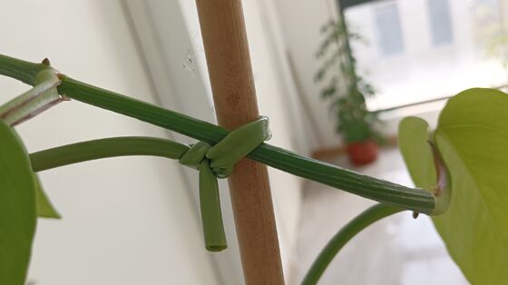 50m, 4.5mm Garden Wire Soft Garden Plant Ties for Climbing Plants, Tomatoes, Climbing Roses, Indoor & Outdoor Plants